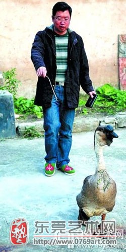这只额头乌黑发亮的鹅是他养了5年的“宠物”。